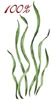 Seagrass 2